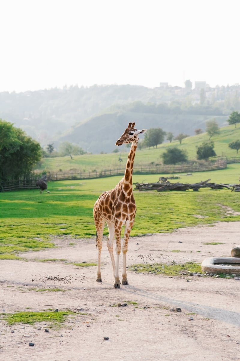 Zoos